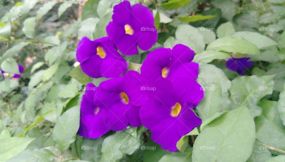 nilkatarolu flowers