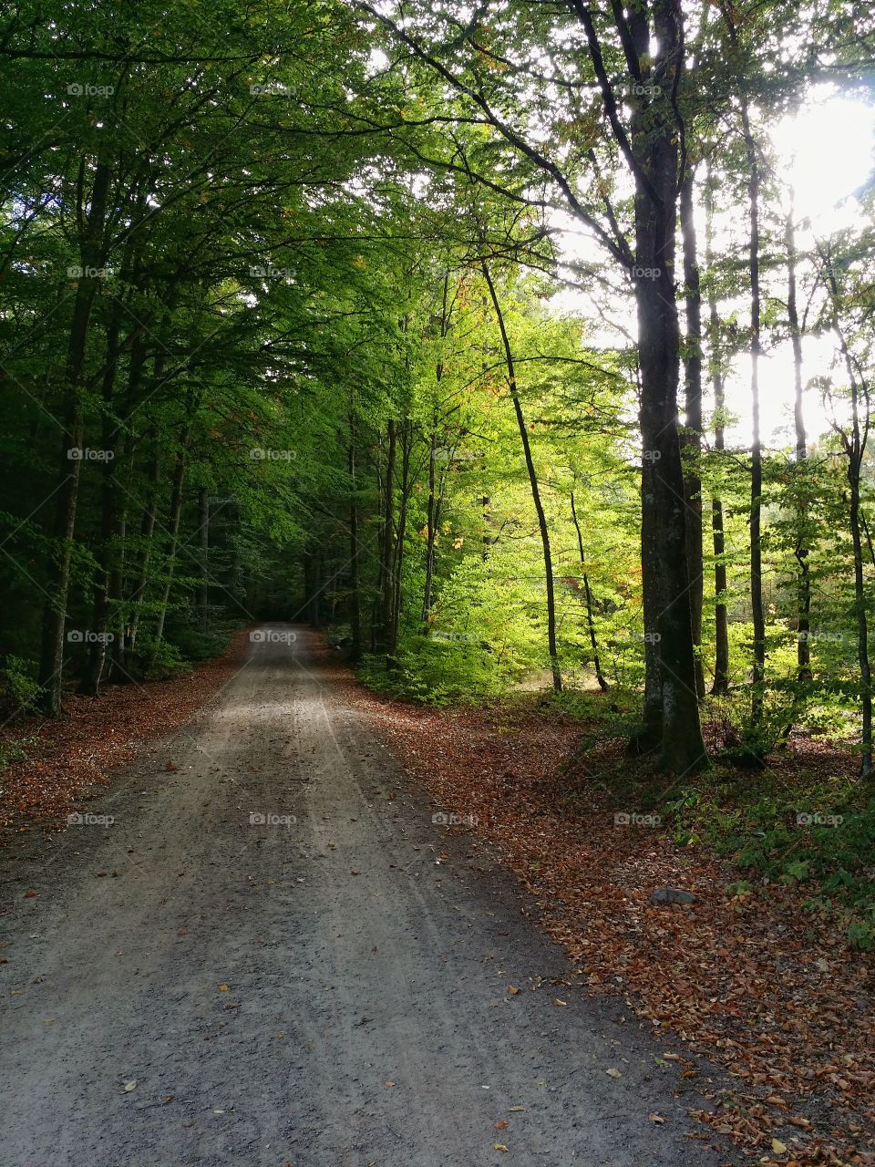 A walk in the forest