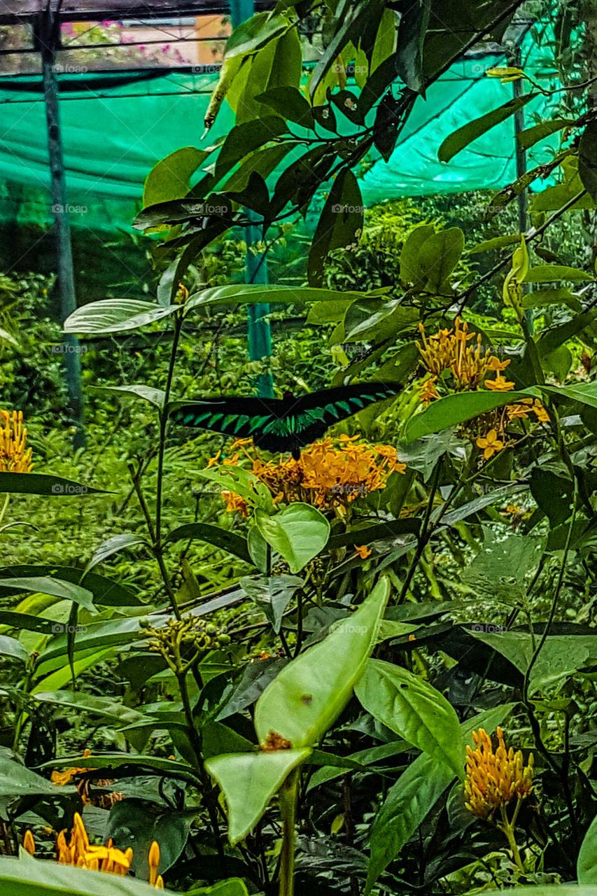 leaves & butterfly 🦋