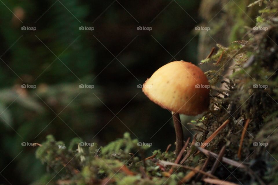 Little mushroom big redwood forest 