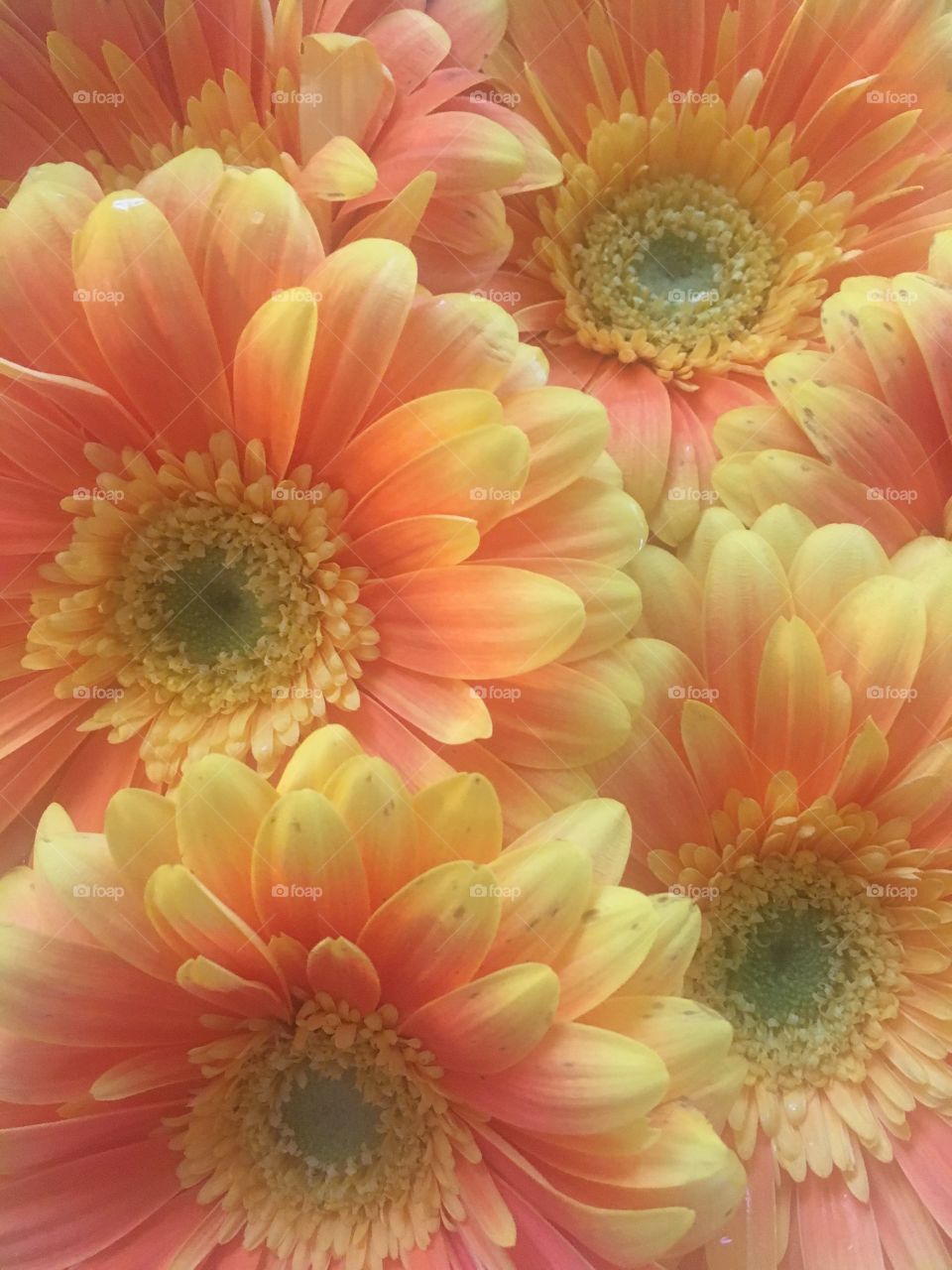 beautiful gerbera daisies 