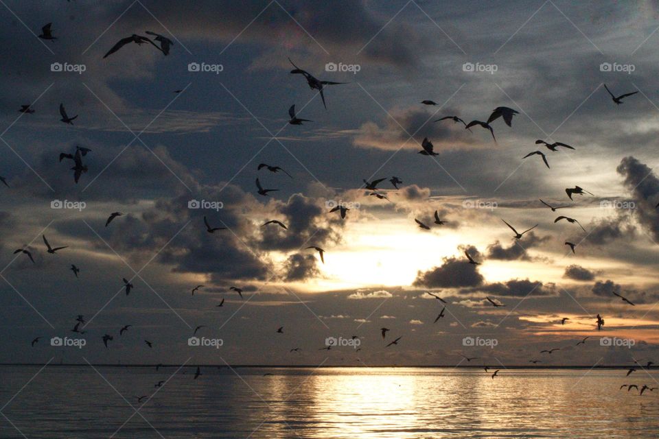 Bird feeding in the sunset. Watching hundreds of seagulls fly into the sunset.