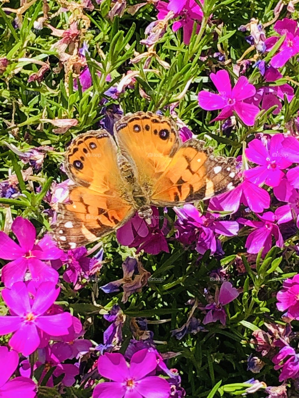 Butterfly on some flowers
