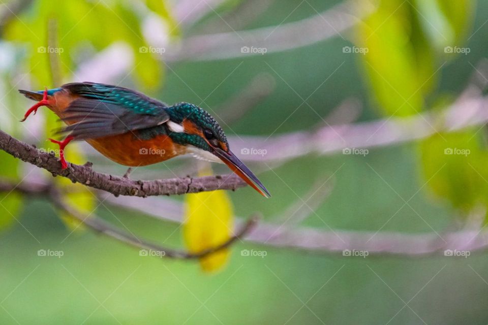 Beautiful and cute bird