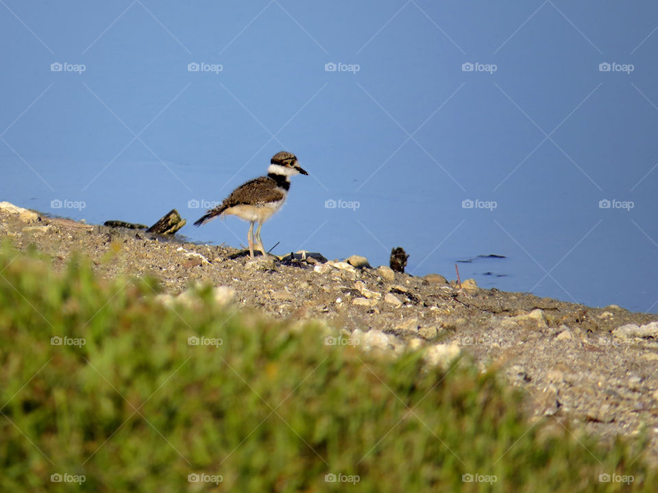 Fuzzy Baby Kildeer . Fuzzy baby Kildeer gazing at lake from the waters edge