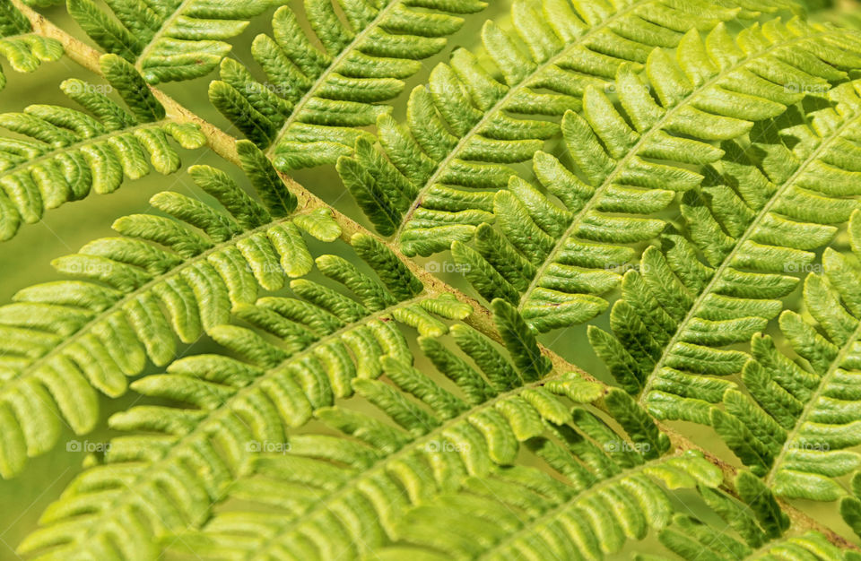 Detail and texture of a fern leaf