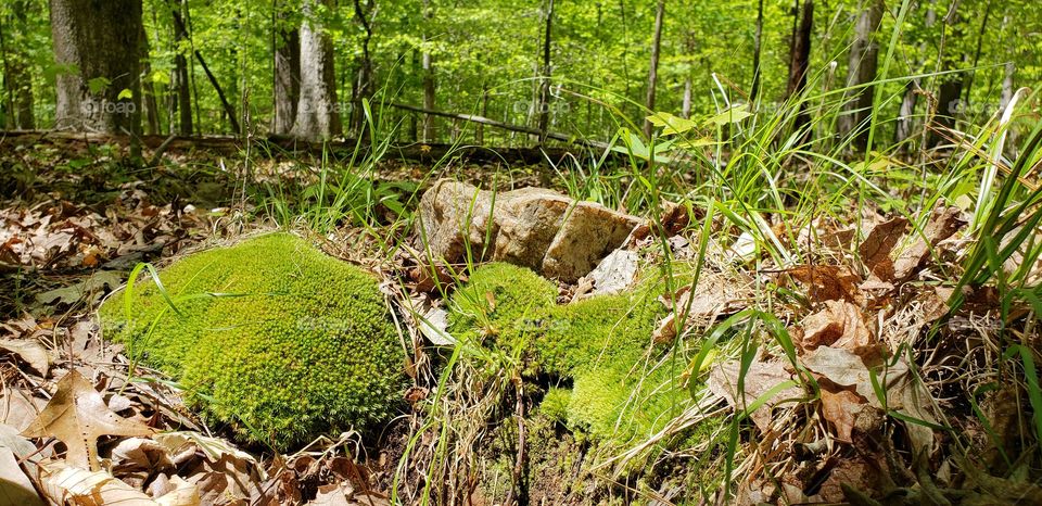peaceful moss growing on rocks.