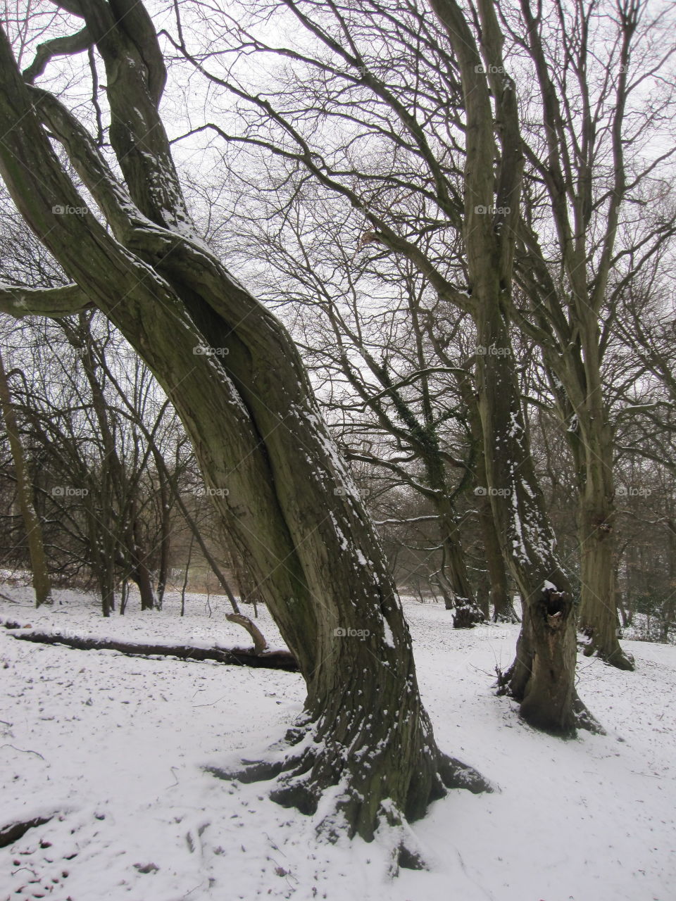 Woodland Trees In The Snow
