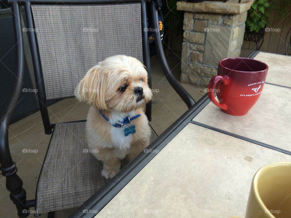 Barney the Shih Tzu