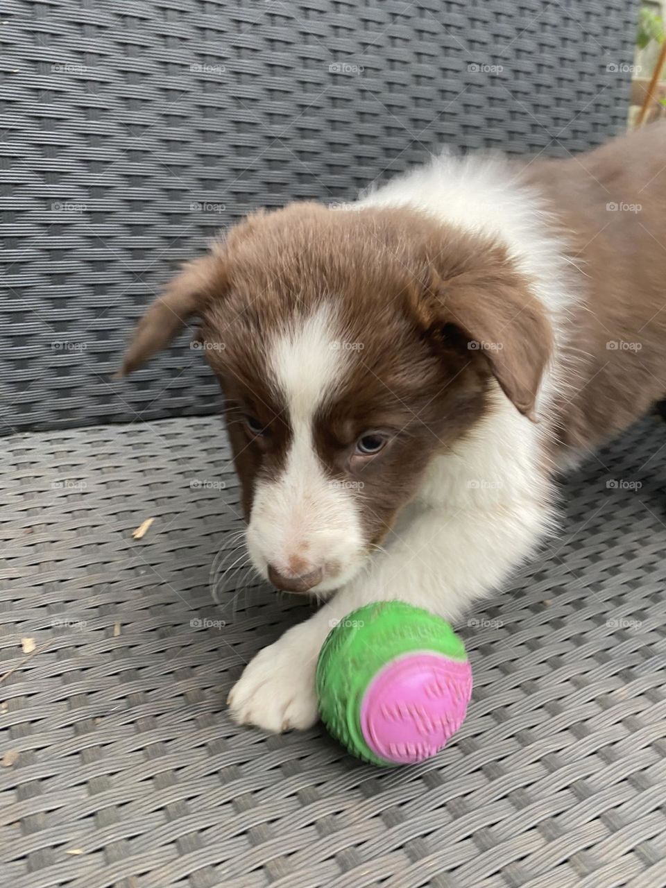 Puppy and ball
