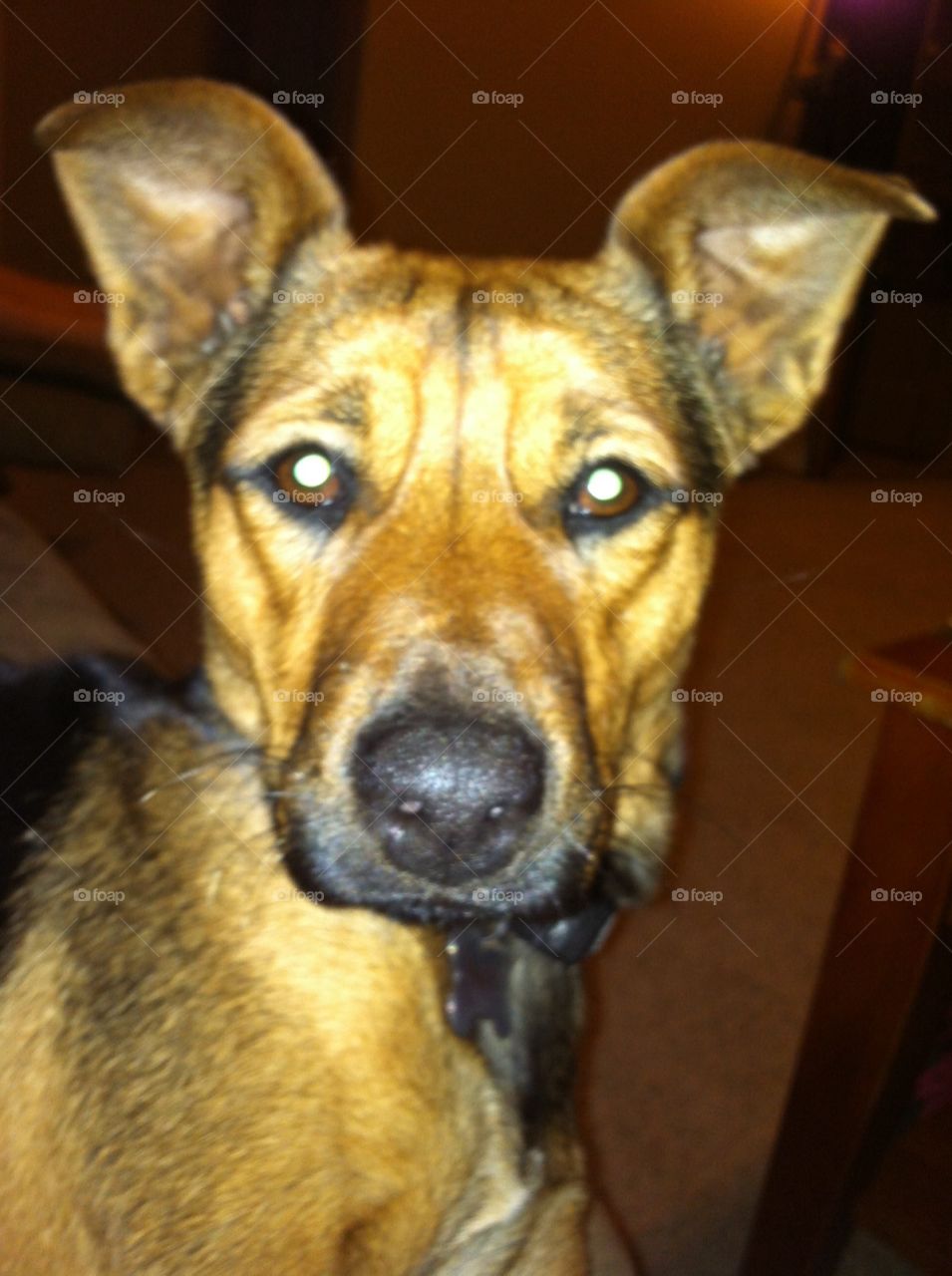 Miesha. close up of my dog who shepherd mix