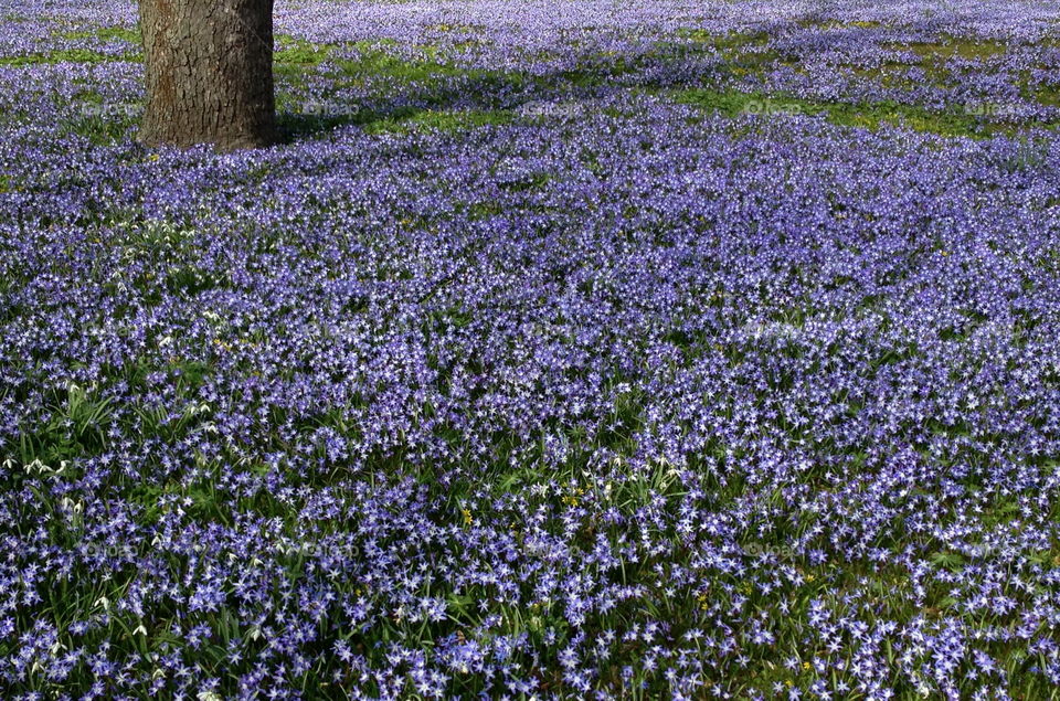 Purple spring field.