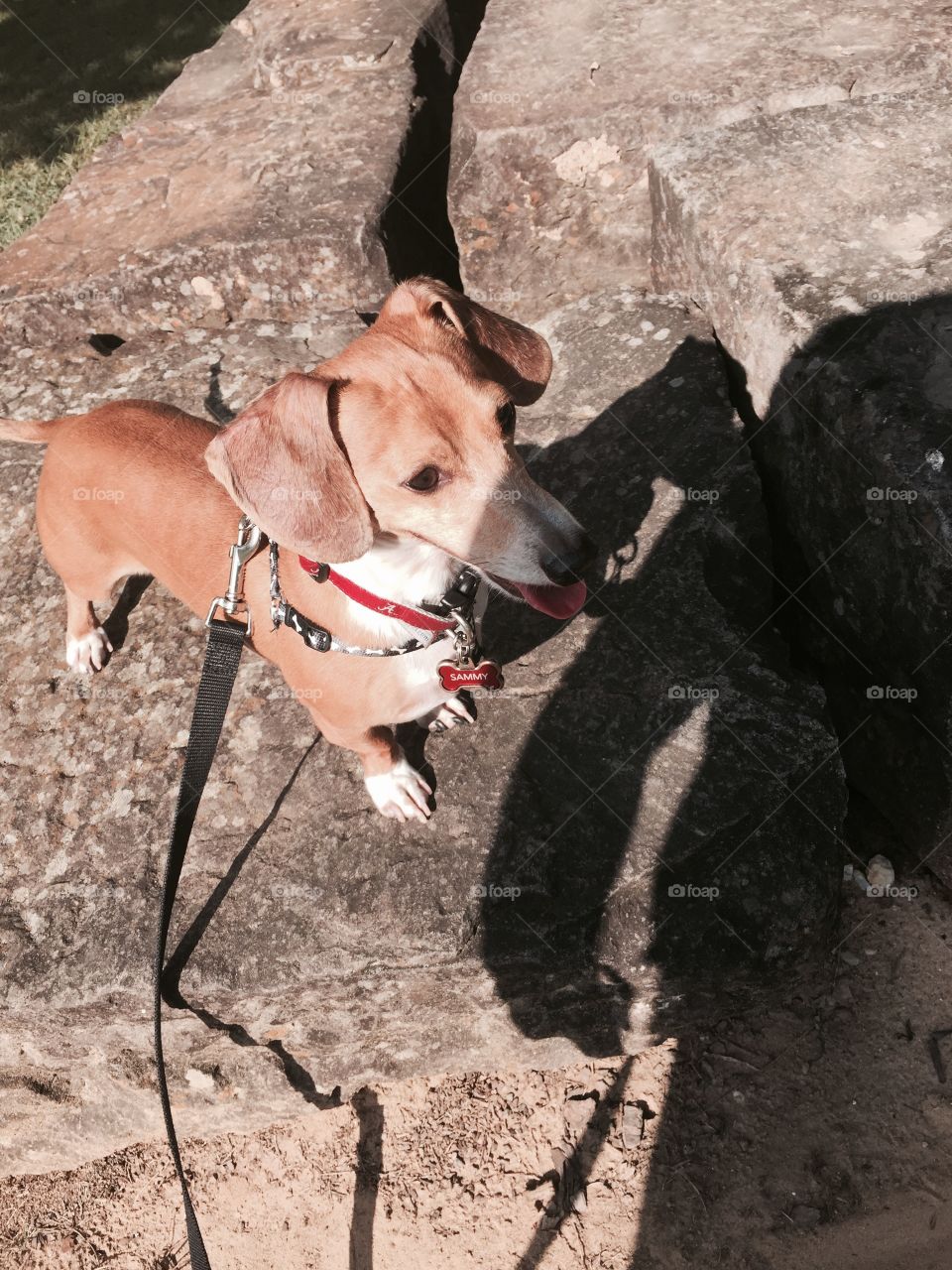 Dachshund Rock. Sammy the dachshund loves to feel tall and to claim things. When he saw several large rocks at the park, it was destiny.