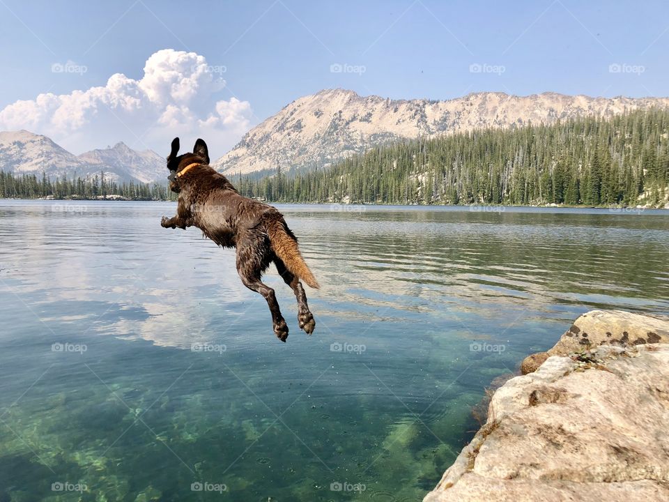 Chocolate lab leaping into clear lake in Sawtooth National Forest with wildfire smoke billowing in the background 