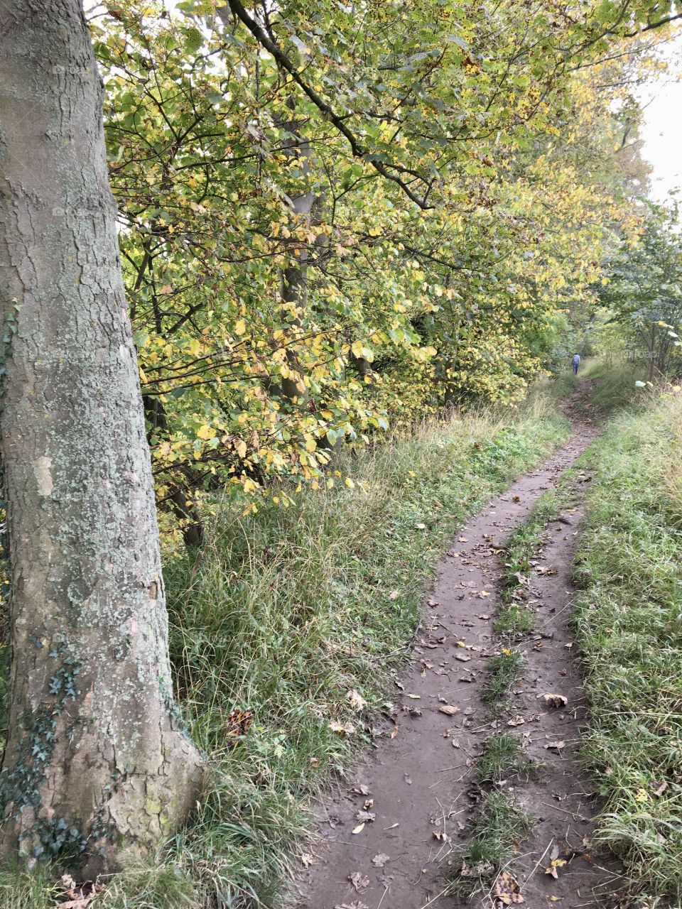 Riverbank path ... river is on the left you can’t see it for all the foliage but the leaves were tumbling off the tree branch in this shit ... my iPhone just couldn’t catch them falling 😂