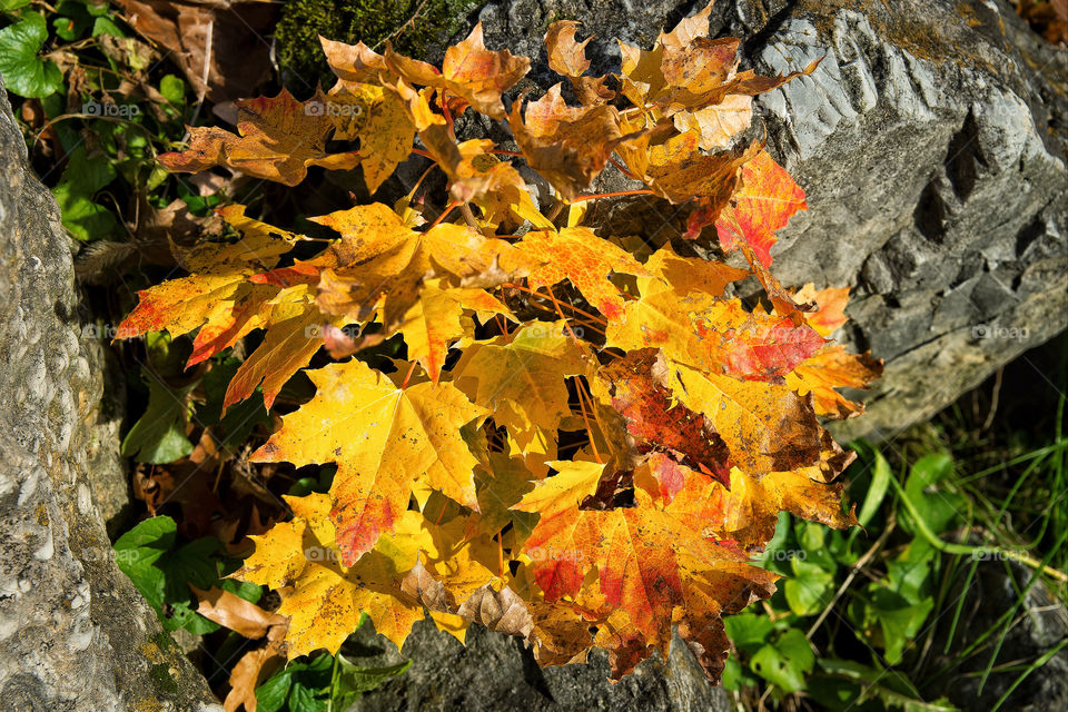 leaves colorful newburgh ny by delvec