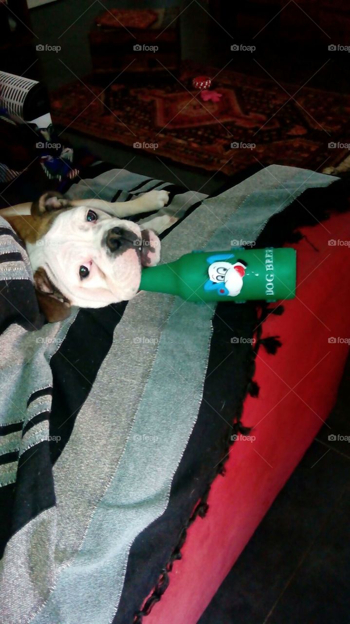 english bulldog with dogbeer