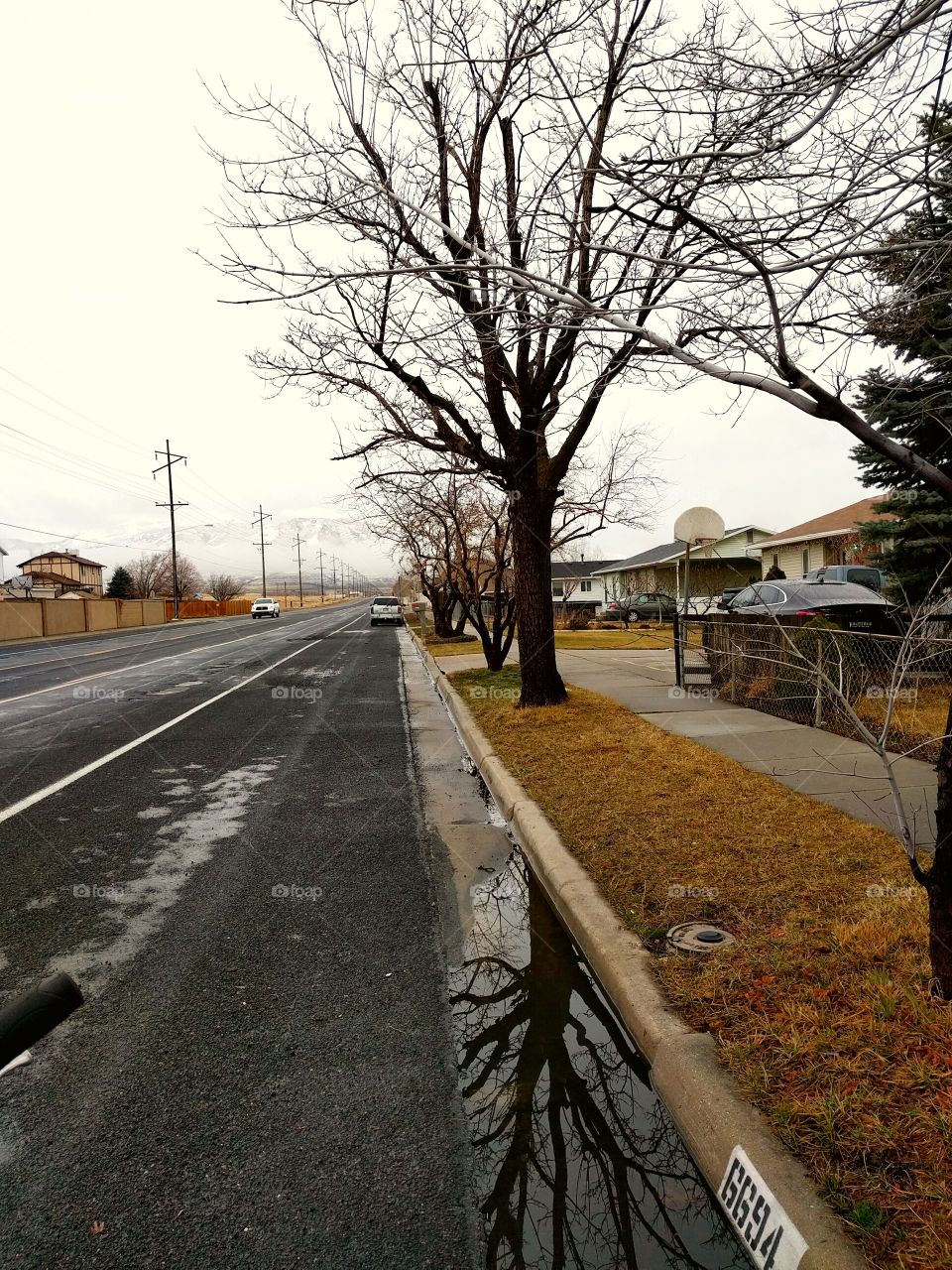 Street Tree Reflection in Winter