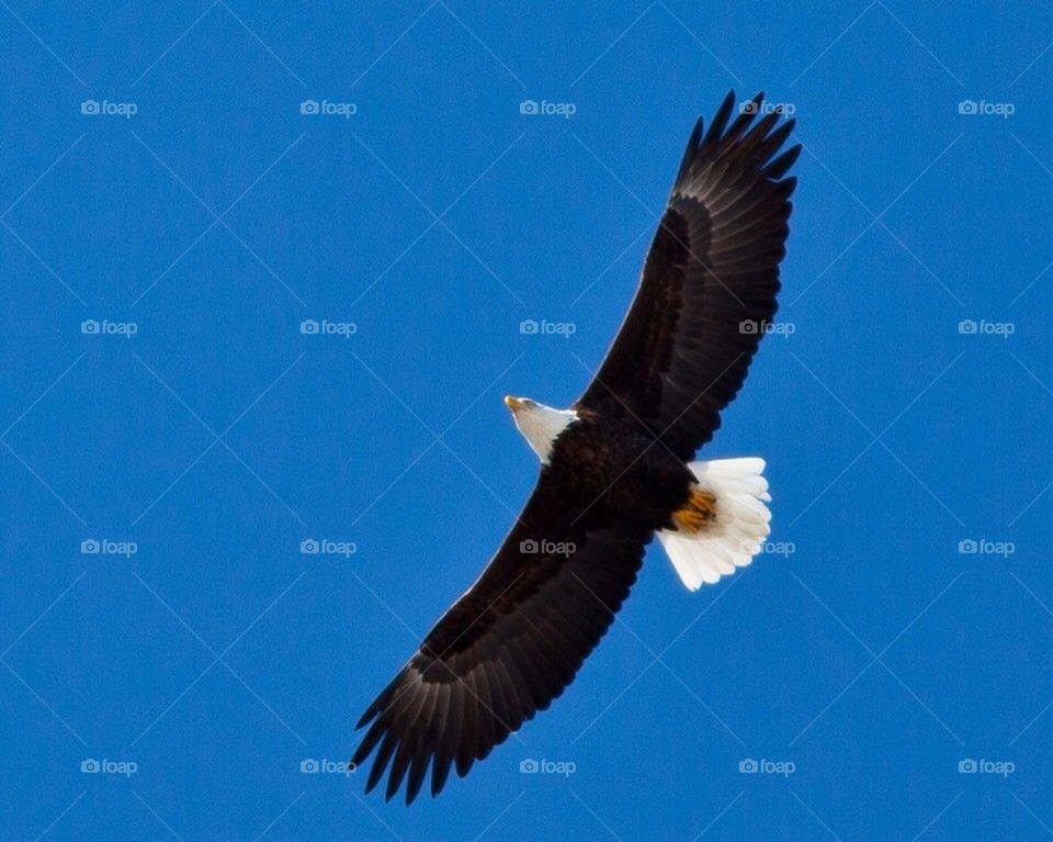 Adult Bald Eagle in flight