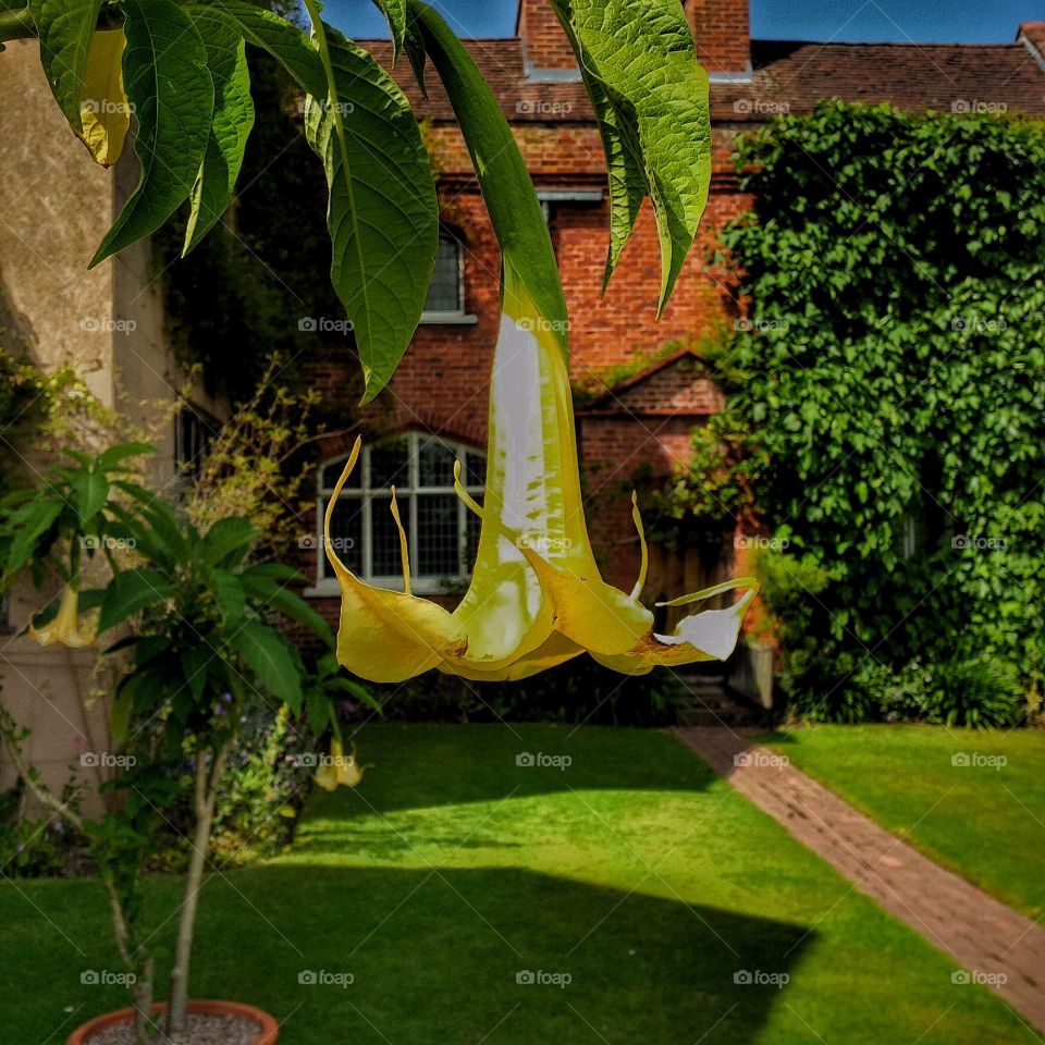 Garden. Old walled garden