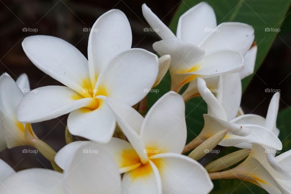 Frangipani