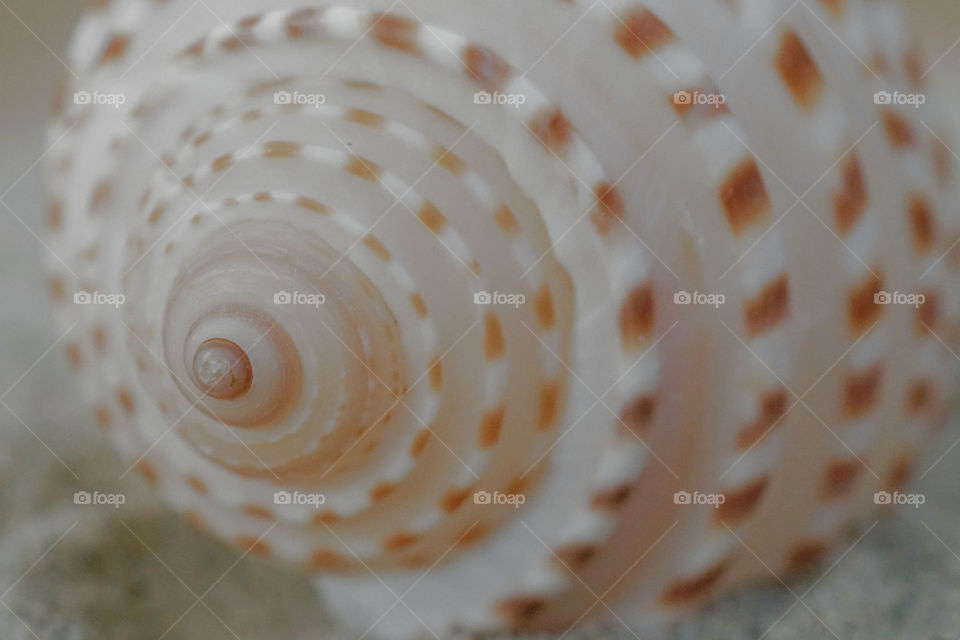 Extreme close-up of conch shell