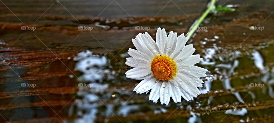 camomile lies on the bench under the raindrops