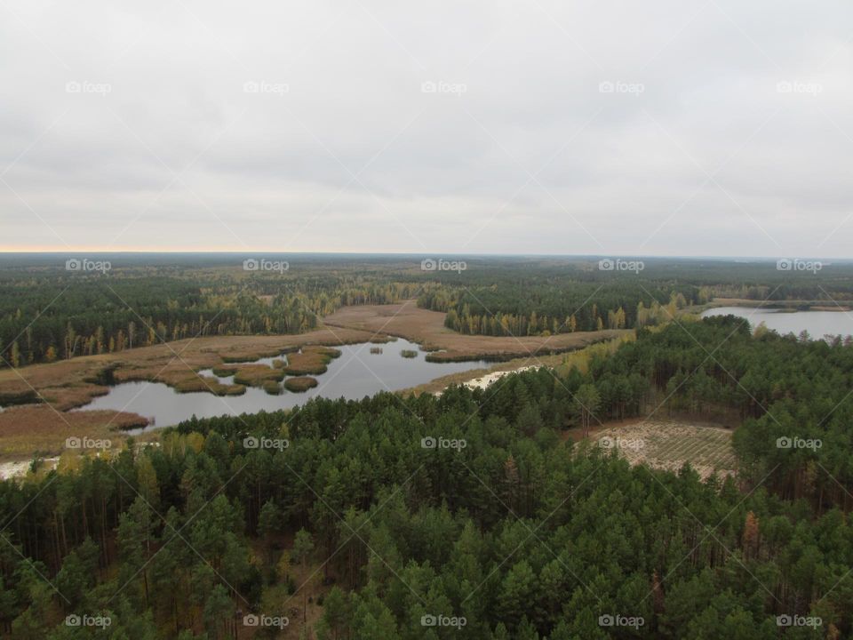 View from a height of the forest