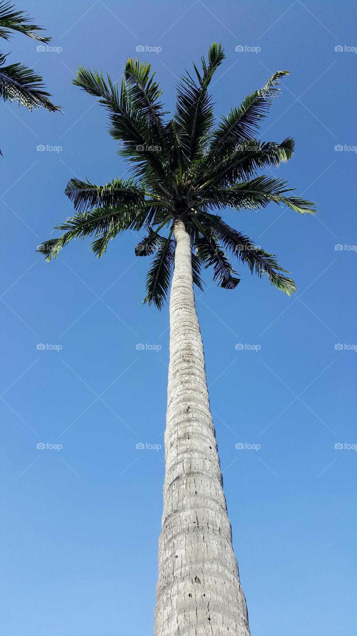 single palm