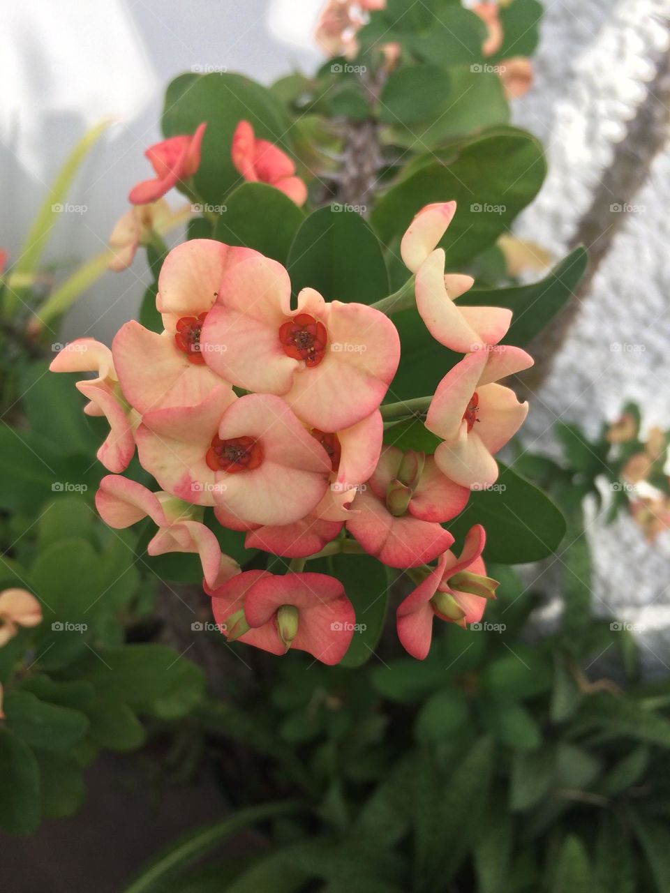 Crown Of Thorn Blooms