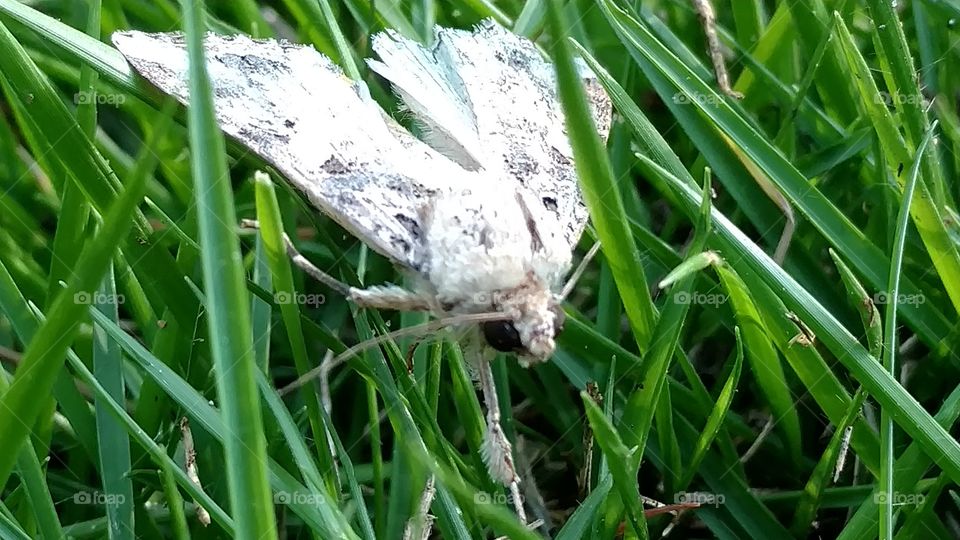 Grass, Nature, Flora, Summer, Leaf