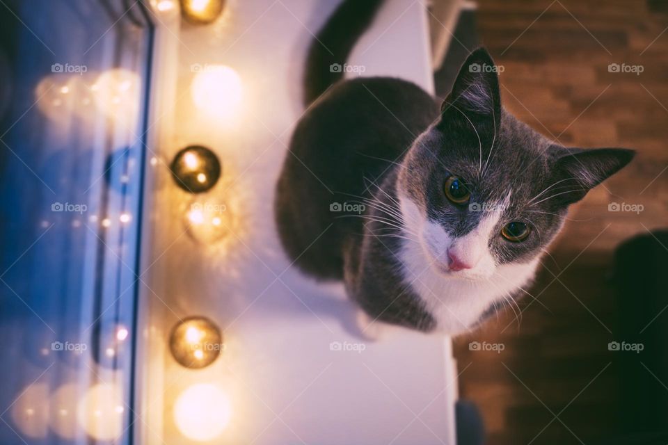 Cat and Christmas lights