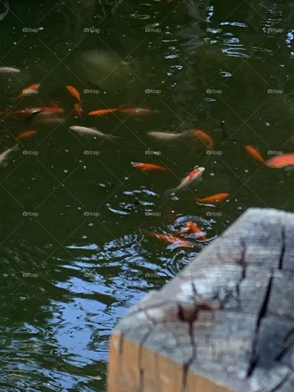 My pond, fish want to eat lol