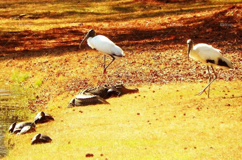 Backyard Friends