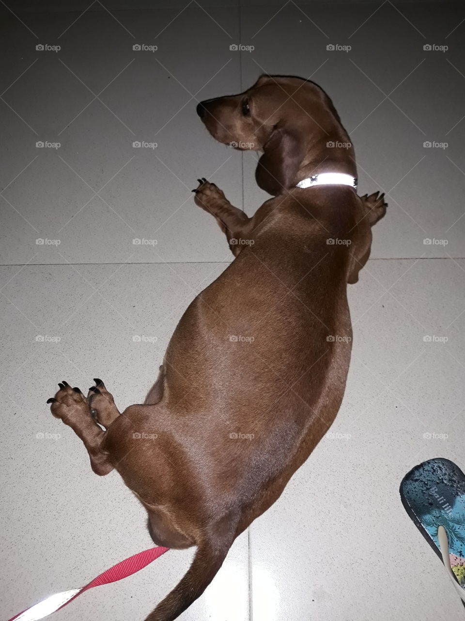 pregnant doxie