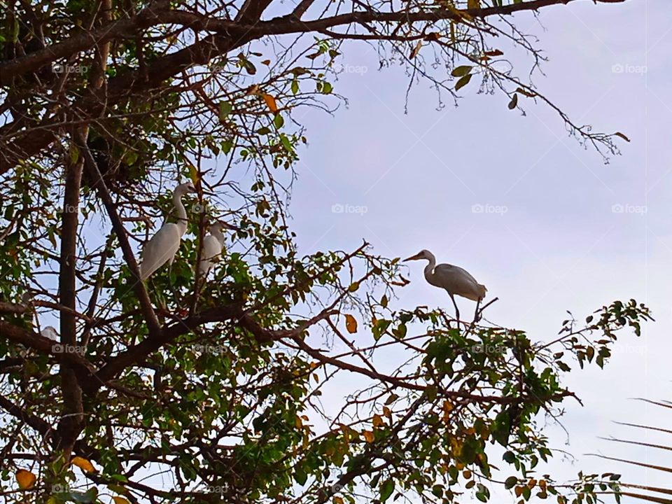 Birds on the tree.