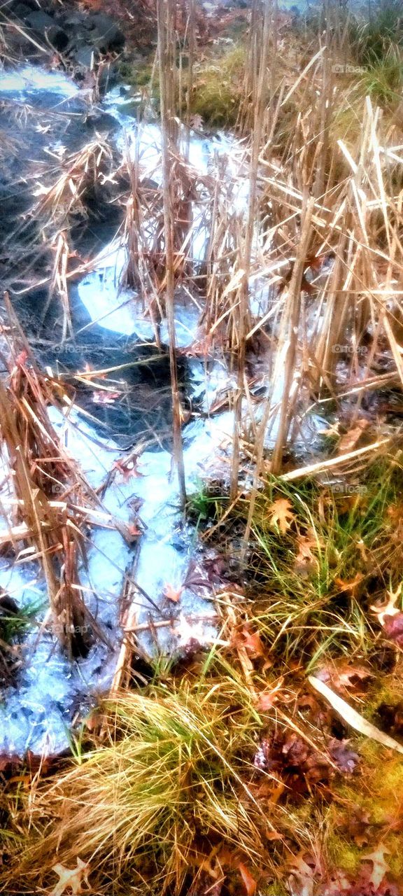 Frosted Pond