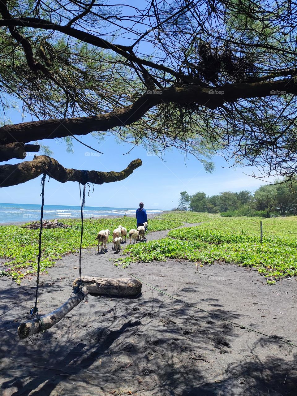 shepherd and herd of goats on the beach.