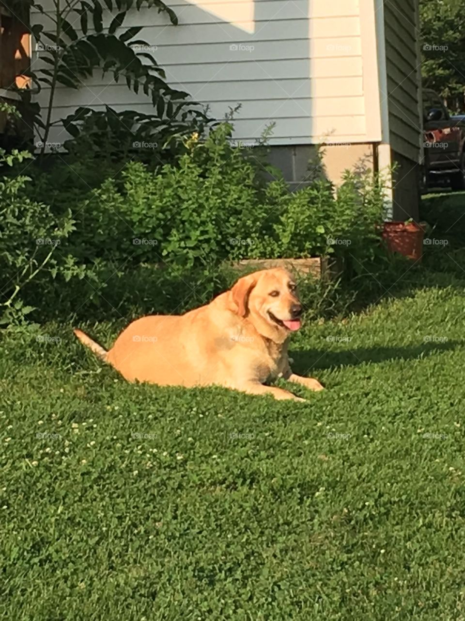 Sunny Lab