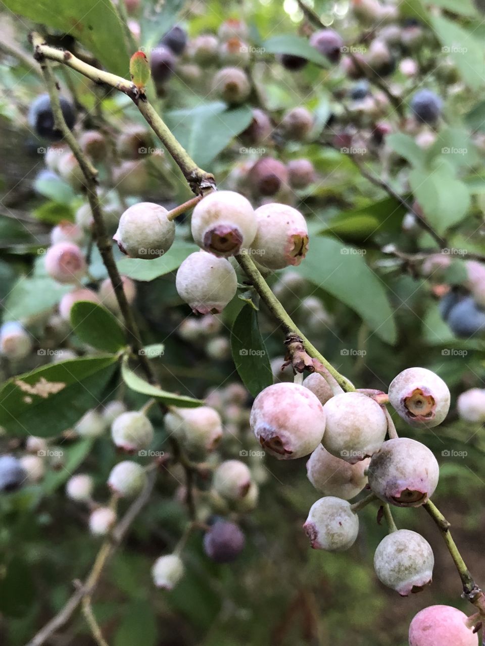 This is a bush of still growing blueberries.