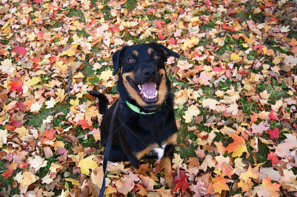 Autumn doggy 