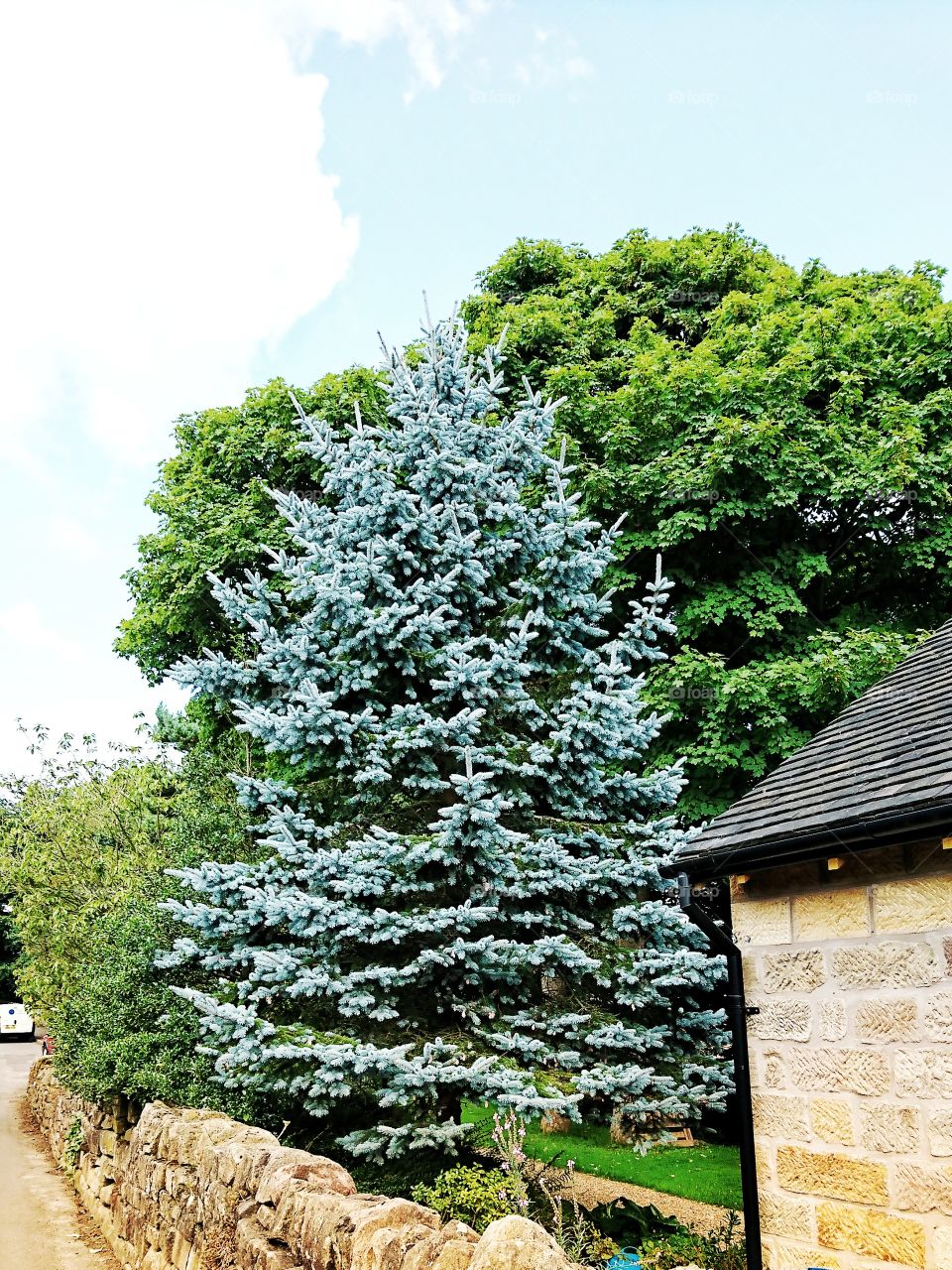 Contrast between trees