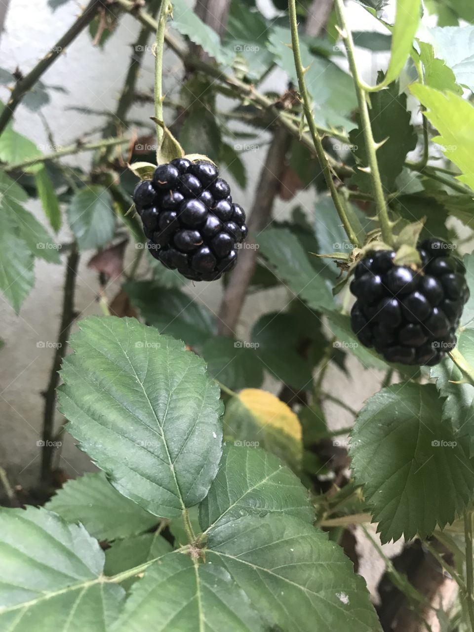Berries - rasberry
