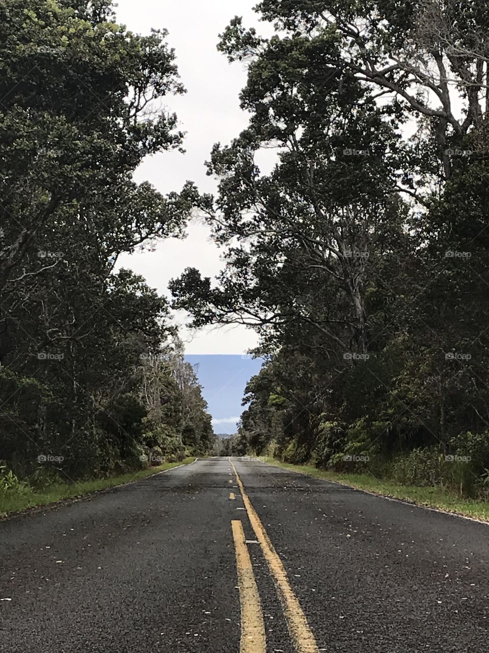 Hawaii Volcanoes National Park. Mauna Loa in the distance. Ancient ‘Ōhia Lehua trees. 