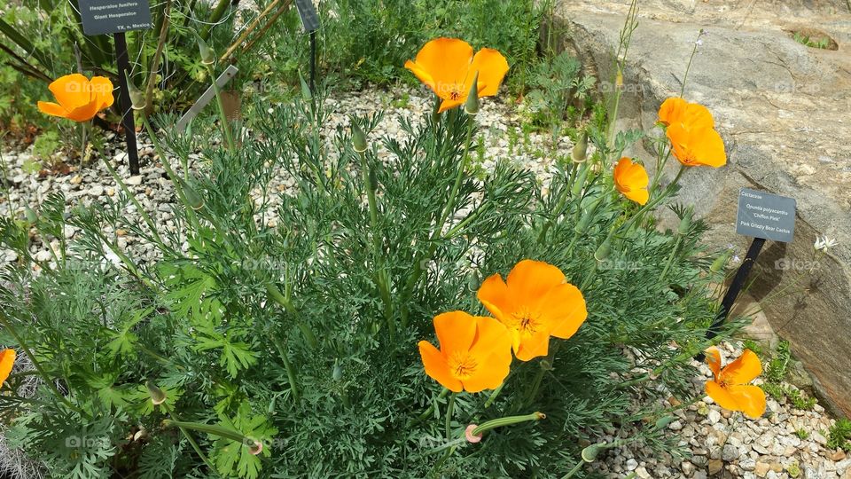 California poppies