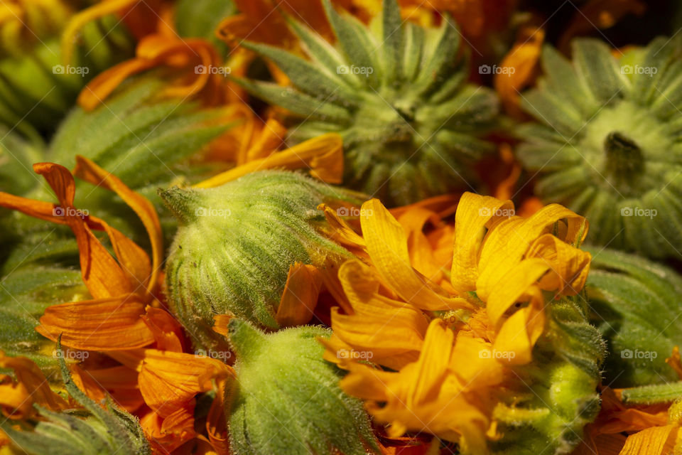 Dry calendula photo. Calendula flower, medicine herb, calendula background, organic plant.Background of dry calendula flowers, dried marigold petals. alternative medicine concept