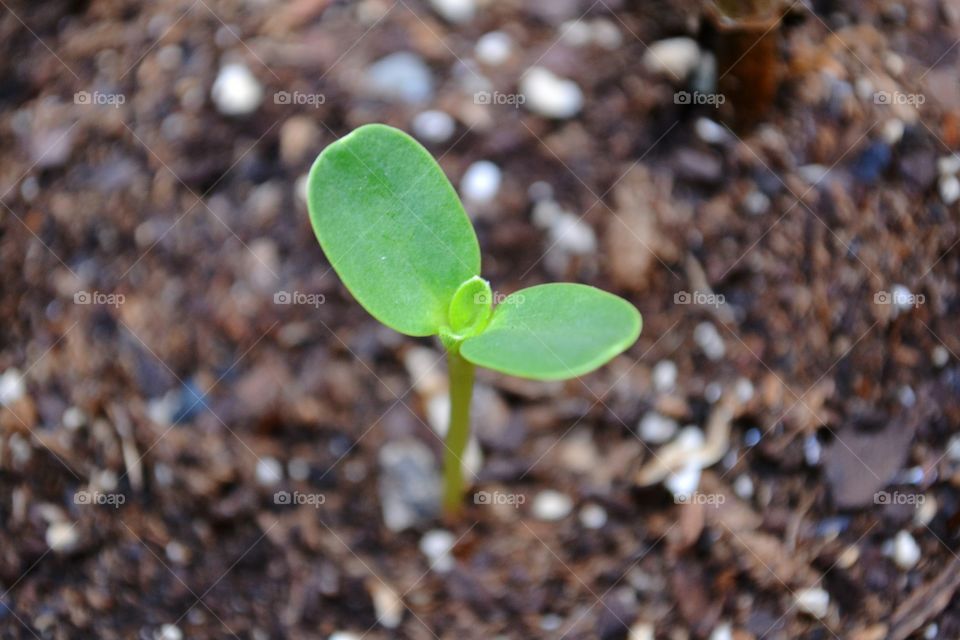 Sunflower seedling