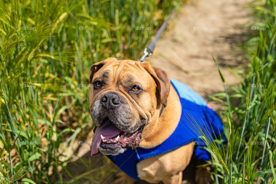 happy bullmastiff dog on summer walk