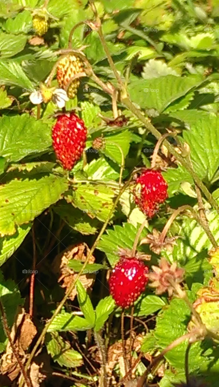 Fruit, Nature, Food, Leaf, Berry