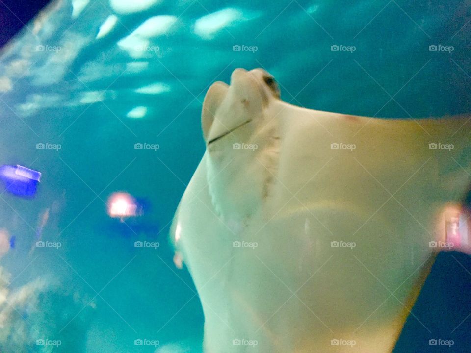 Stingray swimming. 
